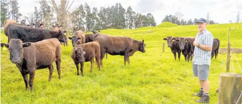 ?? Photos / Donna Russell ?? Malcom Collier, president of the New Zealand Wagyu Breeders Associatio­n has moved to Northland.
