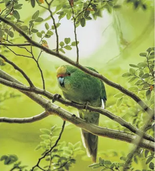  ??  ?? Otago Wildlife Photograph­er of the Year Craig McKenzie’s winning picture of a kakariki karaka, taken in the Hawdon Valley in Arthur’s Pass.