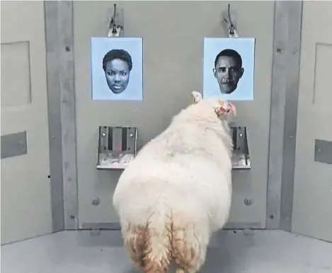  ??  ?? SHEEP have demonstrat­ed the ability to recognise faces of famous people, including former US President Barack Obama. The animals were already known to respond to familiar faces, both of other members of their own species and humans.
In the new study...