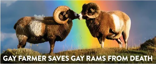 GAY FARMER SAVES GAY RAMS FROM DEATH - PressReader