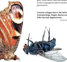  ?? FOTOS: ISTOCK ?? Forscher schlagen Alarm: Die Zahl der Schmetterl­inge, Fliegen, Bienen und Käfer hat stark abgenommen.