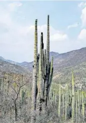  ?? ?? La lluvia afecta el crecimient­o de las Tetechas, ya que al ser caliente, el agua las quema