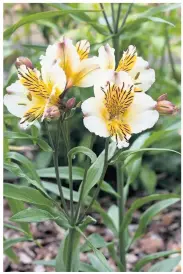  ??  ?? Stunning: apollo (above), which grows to a metre tall, and richly hued alstroemer­ia Indian Summer (below)