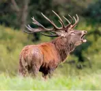  ??  ?? The majority of red deer in the UK and Ireland carry mixed genetics and can vary in stature