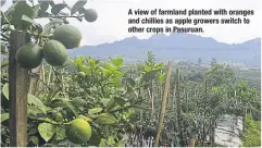  ?? ?? Aview of farmland planted with oranges and chillies as apple growers switch to other crops in Pasuruan.