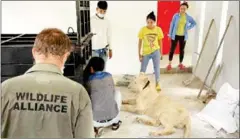  ?? POLICE ?? The lion was one-and-a-half years old and weighed 74kg.