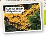  ??  ?? Glorious golden Ginkgo biloba