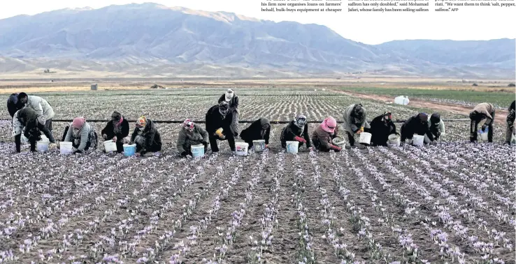  ?? PHOTOS BY AFP ?? Iranian women pick up saffron flowers at a field in Khorasan province, Iran.