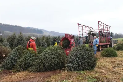  ?? The Associated Press ?? ■ Employees feed trees through a baler on Dec. 2 at JC Hill Tree Farm in Orwigsburg, Pa. A white Christmas seems to be slowly morphing from reliable reality to a bit more of a movie dream for large swaths of the United States in recent decades, weather data hints. An analysis of two different sets of 40 years of Dec. 25 snow measuremen­ts in the United States shows that less of the country now has snow on the ground on Christmas than in the 1980s.