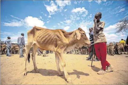  ?? Photos: Boniface Muthoni/getty Images & David Gray/getty Images ?? Jeopardy: Farmers around the world, from Kenya Maasai pastoralis­ts to commercial livestock farmers in Australia, will be harmed if global warming continues.