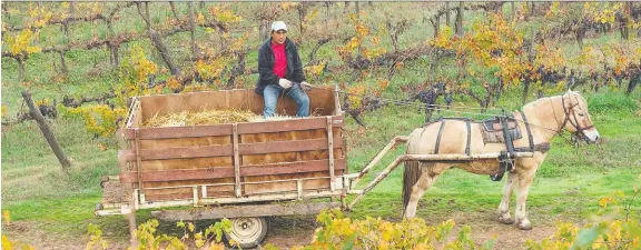  ?? ODFJELL WINERY ?? A sure-footed Norwegian fjord horse is hard at work at Odfjell Winery in Chile. The animals are both tough and sure-footed on steep vineyards.