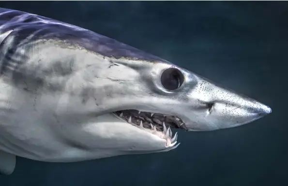  ?? IMAGES: Joe Romeiro ?? BELOW: It’s not easy to freeze in an image the world’s fastest sharks
OPPOSITE PAGE: Cobalt blue torpedoes with teeth, but they are such beautiful sharks