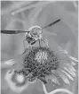  ?? [IMAGE PROVIDED] ?? Bryan Dahlvang's “Bee Fly” will be featured in the Paseo Arts Associatio­n's Annual Photofest juried show.