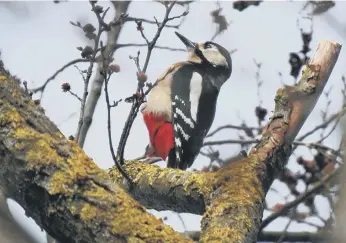  ??  ?? Volunteer Marcin Szydlowski managed to capture this woodpecker in the park