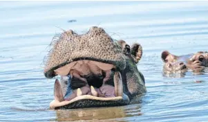  ?? Foto: Botswana Tourism: ?? Großmaul voraus: Weil die Flusspferd­e Wege durch das Schilf trampeln, nennen die Einheimisc­hen die Wasserwege auch Hippo-Highways.