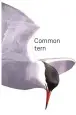  ?? ?? Common tern