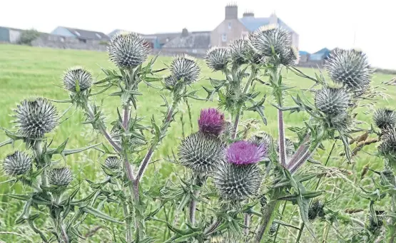  ??  ?? Our national emblem, the Spear thistle, could be an indicator of how we see ourselves – proud and prickly, fiery and defiant.