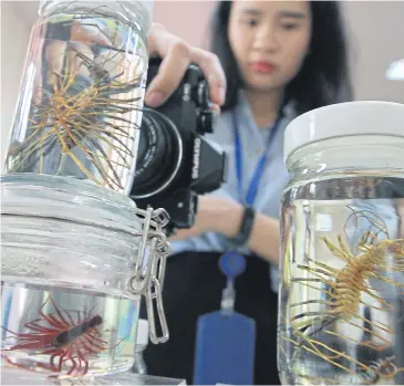  ?? SOMCHAI POOMLARD ?? A new species of centipede discovered by a research team from Chulalongk­orn University is on display yesterday at the university, which won a 2017 Top Ten New Species Award from the Internatio­nal Institute for Species Exploratio­n (IISE).