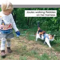  ??  ?? Joules walking Pebbles
on her harness.