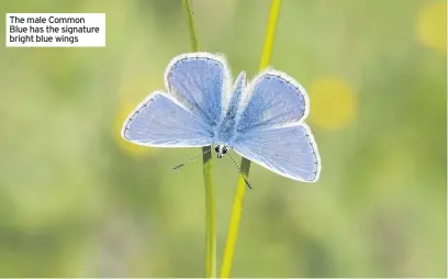  ??  ?? The male Common Blue has the signature bright blue wings