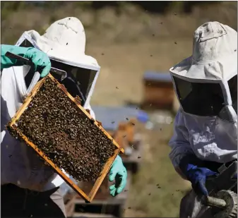  ?? EDUARDO VERDUGO — THE ASSOCIATED PRESS ?? Adriana Veliz, left, and Lucy Millan search for the queen bee from their most recent rescue in Xochimilco, Mexico. The pair are part of Abeja Negra SOS, a group of mostly women working, hive-by-hive, to relocate bees away from Mexico’s crowded capital city that would otherwise be exterminat­ed.