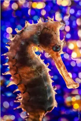  ??  ?? ABOVE Backlit seahorse with bubble bokeh background