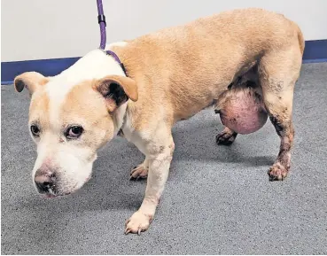  ?? ?? Suffering The dog, who had a noticeable tumour, was handed in to Coatbridge police station