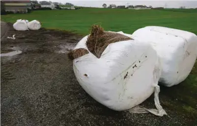  ?? RONNY HJERTÅS ?? Leif Tore Sveinsvoll klarte til slutt å berge flestepart­en av de oppkuttede siloballen­e etter helgens skadeverk.