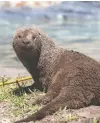  ??  ?? Just before this photo was taken, Pika the river otter decided to take a sand bath.