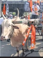  ??  ?? Shiv Sena stages statewide bullock cart protest against rising fuel prices. PIC: BL Soni