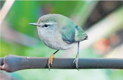  ?? Picture / File ?? New Zealand wrens including the rifleman, pictured, may be able to learn sounds.