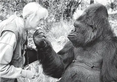  ?? GORILLA FOUNDATION / NYT ?? Koko the gorilla, with longtime caretaker and trainer Penny Patterson. Koko, whose apparent aptitude for sign language endeared her to fans around the world, died in her sleep on Tuesday.