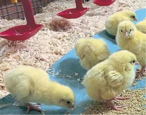  ??  ?? HOPEFUL: Scientists have announced results of a study into feed treatment which could replace antibiotic use in poultry.