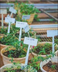  ?? PHOTOS BY ZHANG MAO / FOR CHINA DAILY ?? At a nursery of the National Tropical Forage Grass Mid-term Seed Bank in Danzhou, Hainan province, plants from a foreign country grow in pots and wait for researcher­s to estimate their adaptabili­ty to the island.