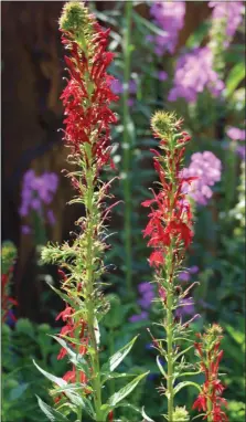  ?? PHOTO BY MICHILEA PATTERSON – FOR MEDIANEWS GROUP ?? Red, native plants bloom in a pollinator garden located at Pottstown Riverfront Park.