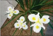  ?? PHOTOS BY JOSHUA SISKIN ?? Cultivars of tall bearded Iris x germanica, left, are easy to grow and need little water, while Pacific Coast irises like this Canyon Snow are California natives and need some protection from the sun to thrive.