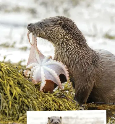  ??  ?? Above: octopus makes for a tasty treat. Right: otters will usually produce one or two cubs at a time.