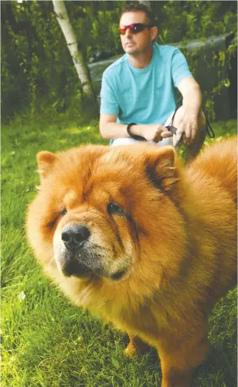  ?? VAUGHAN MERCHANT ?? Lucky, a prized chow chow from Kansas that was on the run for 12 days in the woods near New Waterford, N.S., was finally caught by pet detective Mike Chapman, who worked up to 20 hours per day.