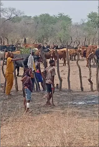  ?? ?? Meatco has paid farmers in the Kavango East region a whopping N$983 000 for marketing their livestock.