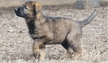  ?? BRENDA SAWYER/ CALGARY HERALD ?? The RCMP have announced the winning names in the Name a Puppy contest for their 13 German shepherds.