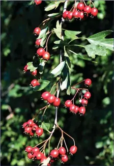  ??  ?? Many Hawthorns are laden with a fine display of bright red haws.