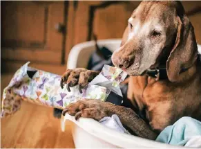  ?? FOTO: RALPH MATZERATH ?? Hund Lehmann liebt es, das Papier seiner liebevoll eingepackt­en Geschenke aufzureiße­n.