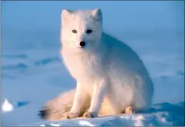  ?? ?? Common Name – Arctic Fox – Type – Mammal Diet – Omnivore Group Name – Skulk, leash Average life span in the wild
Size
Weight