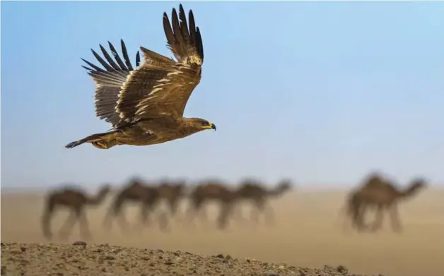  ??  ?? KUWAIT: Steppe Eagle in flight, spotted in Al-Abraq area in Kuwait’s desert. — KUNA
