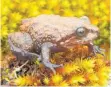  ?? FOTO: EDGAR LEHR/DPA ?? Dieser Frosch ist nach dem britischen Tierfilmer David Attenborou­gh benannt.