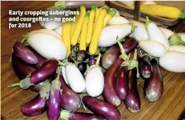  ??  ?? Early cropping aubergines and courge es – no good for 2018