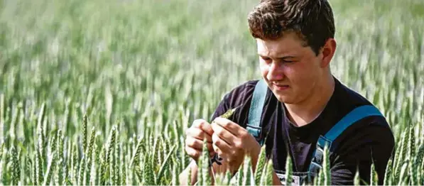  ?? Foto: Kirsten Neumann, dpa (Symbolbild) ?? Draußen in der Natur sein: Das ist einer der Gründe, warum sich junge Menschen für eine Ausbildung zum Landwirt entscheide­n.