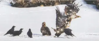  ??  ?? Three immature bald eagles mix it up with ravens over a meal along the banks of the Bow River in Calgary.