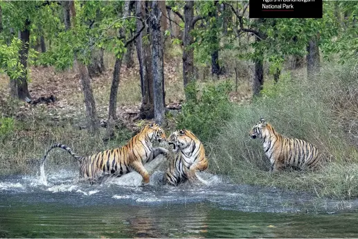  ?? VALTER BERNARDESC­HI / BIOSPHOTO ?? BIG CAT COUNTRY Tigers in Bandhavgar­h National Park