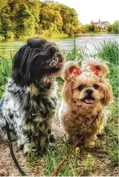  ?? Foto: Barbara Wawrzyniak ?? Für seinen Ausflug an die Donau hat sich das Neuburger Hundepärch­en Lola und Ben ny herausgepu­tzt.